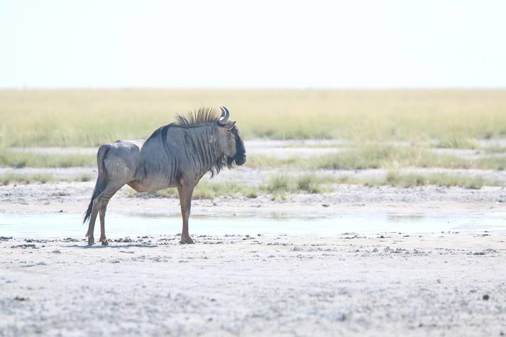 Отель South Mobile Camp Nxai Pan National Park Экстерьер фото