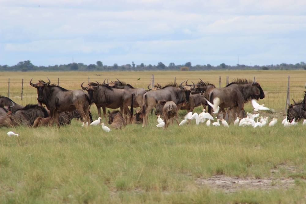 Отель South Mobile Camp Nxai Pan National Park Экстерьер фото