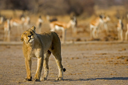 Отель South Mobile Camp Nxai Pan National Park Экстерьер фото