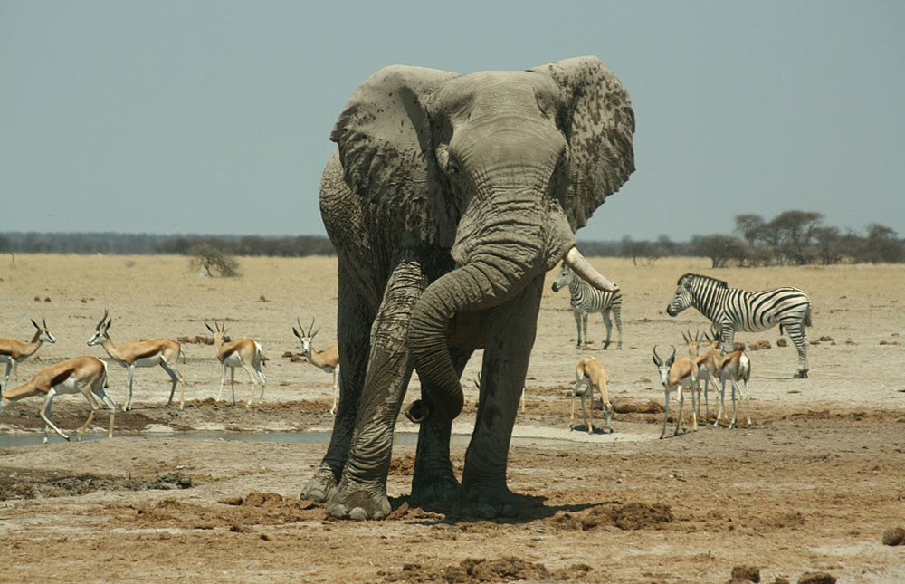 Отель South Mobile Camp Nxai Pan National Park Экстерьер фото